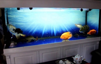 Giấy dán kính bể cá | Lựa chọn hoàn hảo để tô điểm cho ngôi nhà